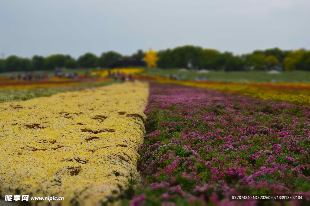 多彩花田美景