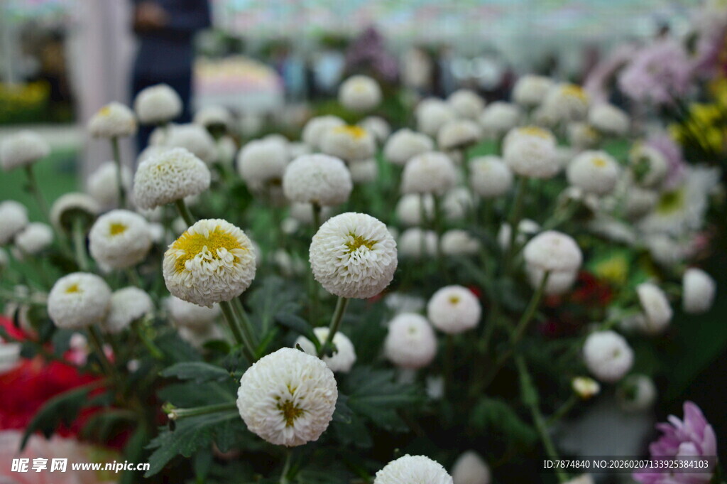 白色小菊花绽放