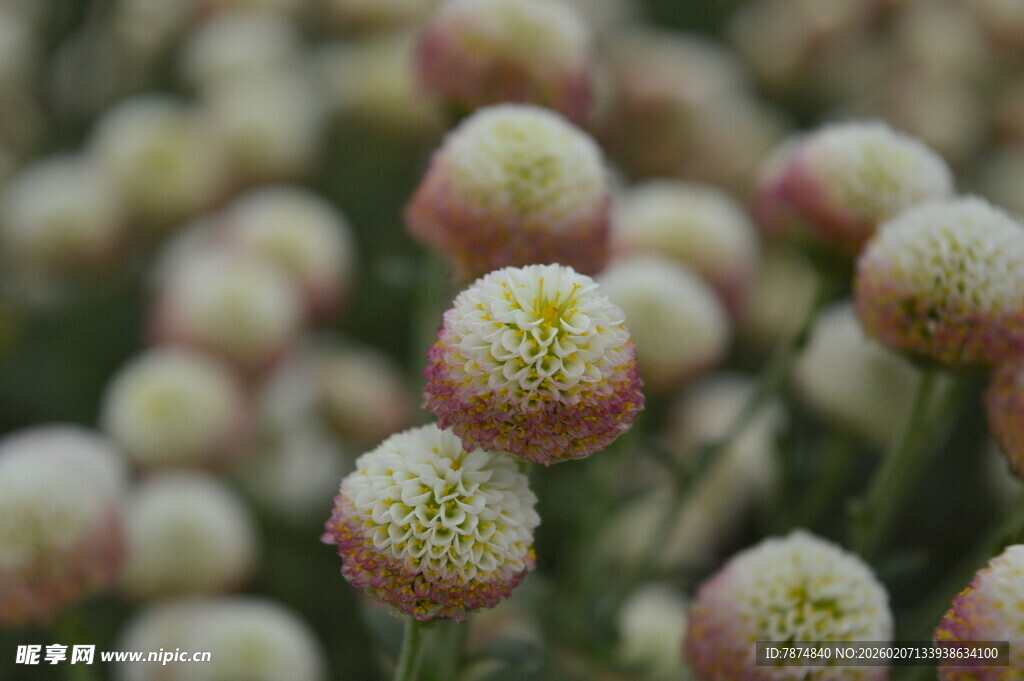 粉色球状小花特写