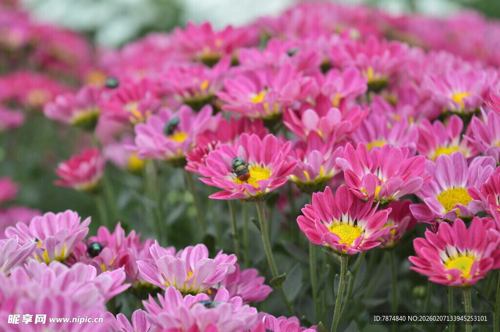 粉色菊花绽放美景