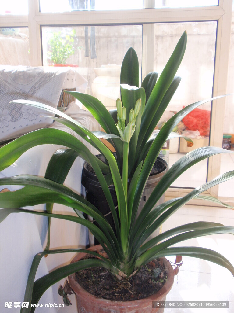 室内绿植虎皮兰盆栽