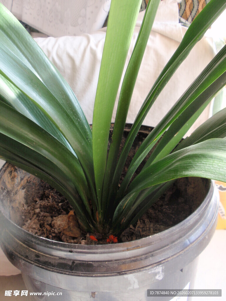 盆栽绿植君子兰特写