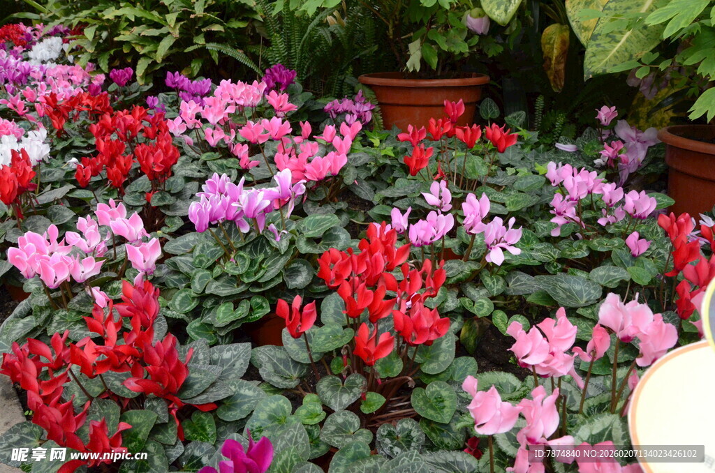 多彩仙客来花卉景观