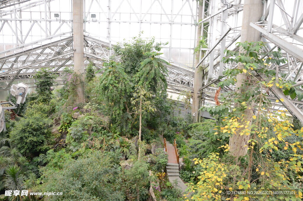 温室中的繁茂植物景观