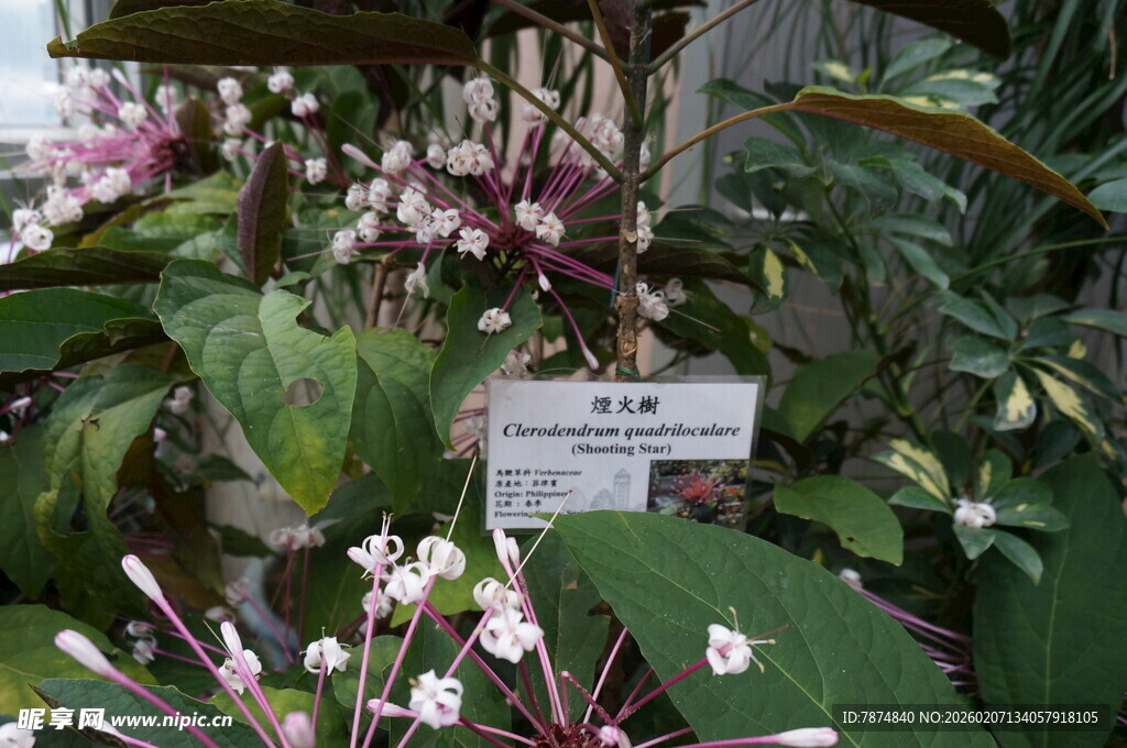 美丽矾根植物展示