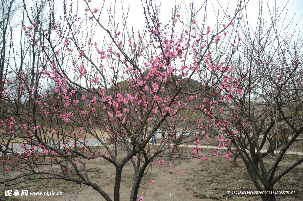 枝头绽放的娇艳粉色梅花