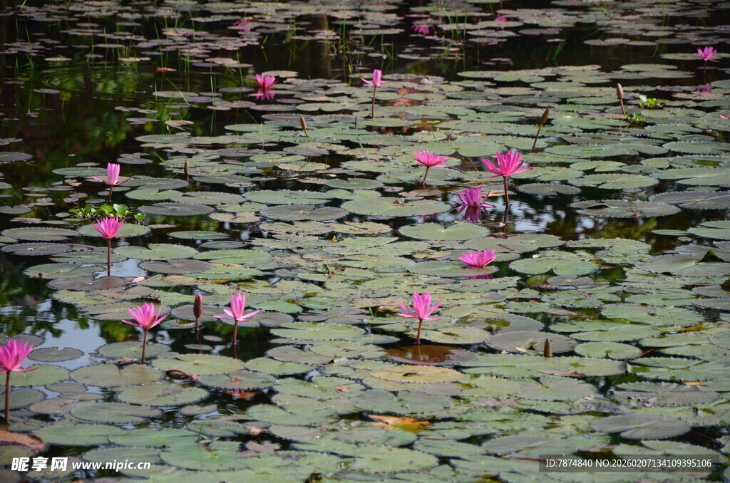 池塘中的睡莲与荷叶