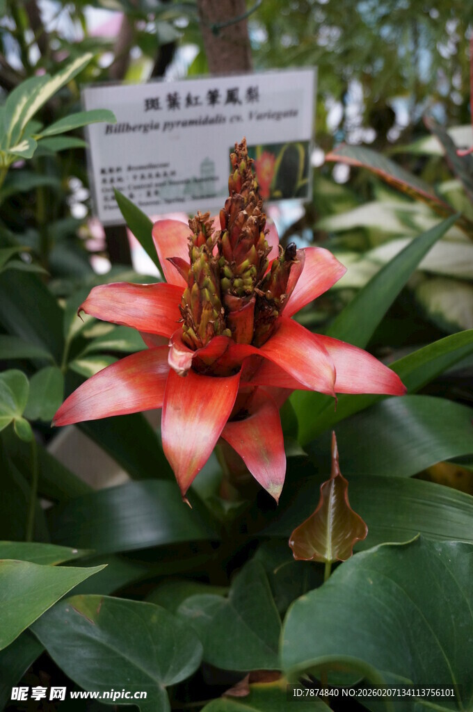 艳丽红花绽放绿叶间