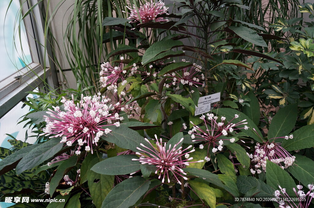 窗边盛开的粉色花卉