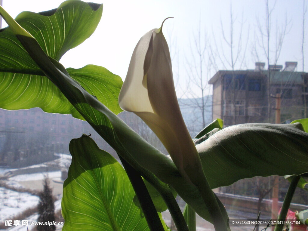 窗边绿植 独特花苞初绽