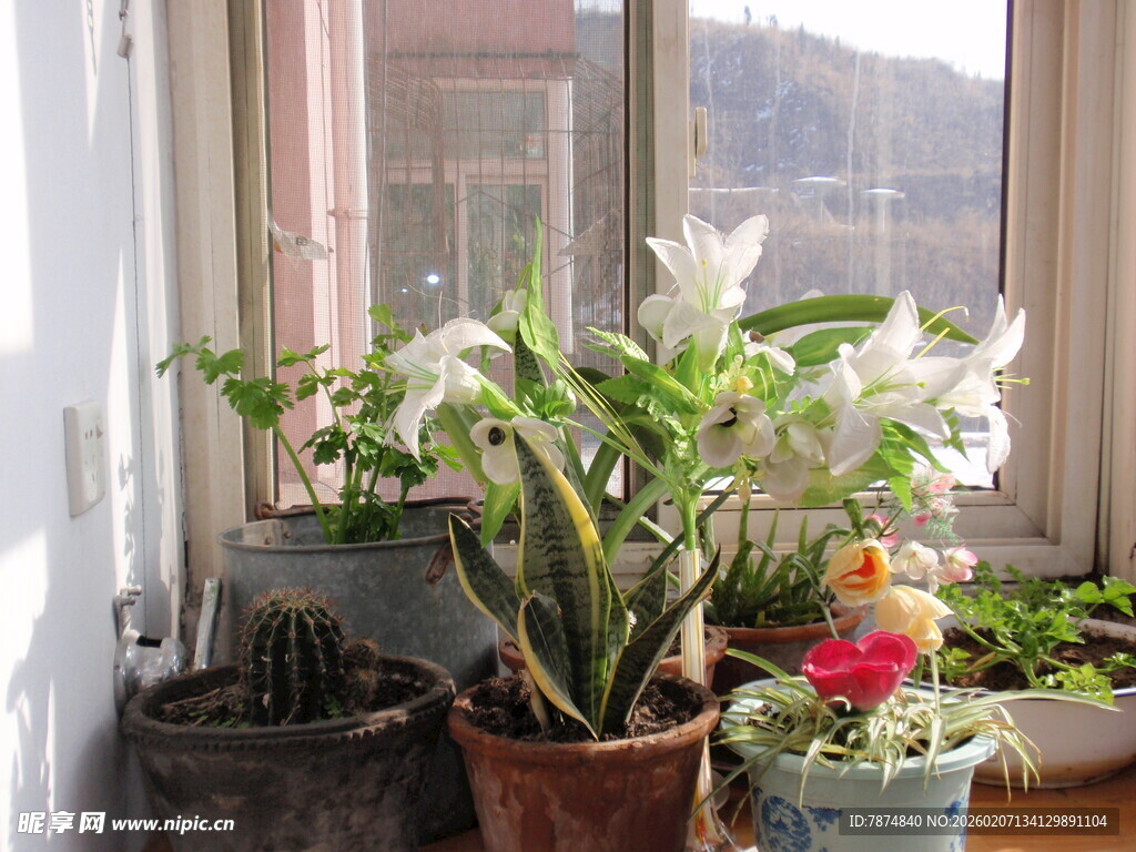 窗边多彩盆栽植物景观