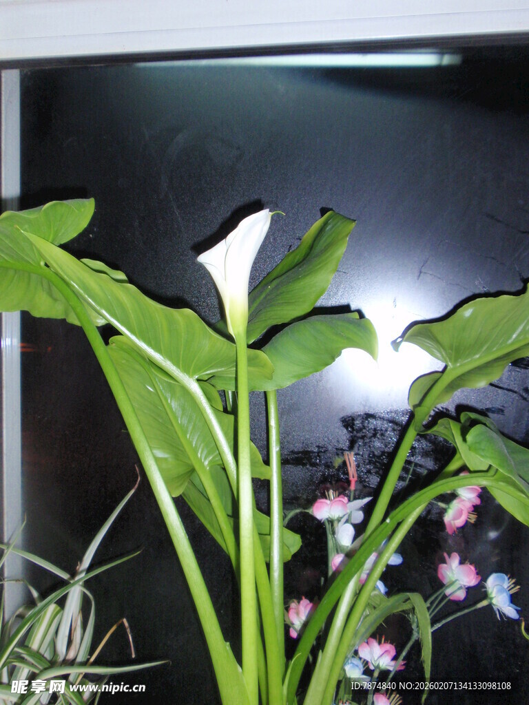 窗前绽放的白色马蹄莲