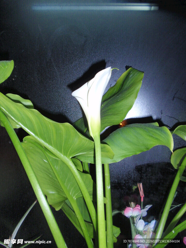 优雅白掌 绿意盎然的生机