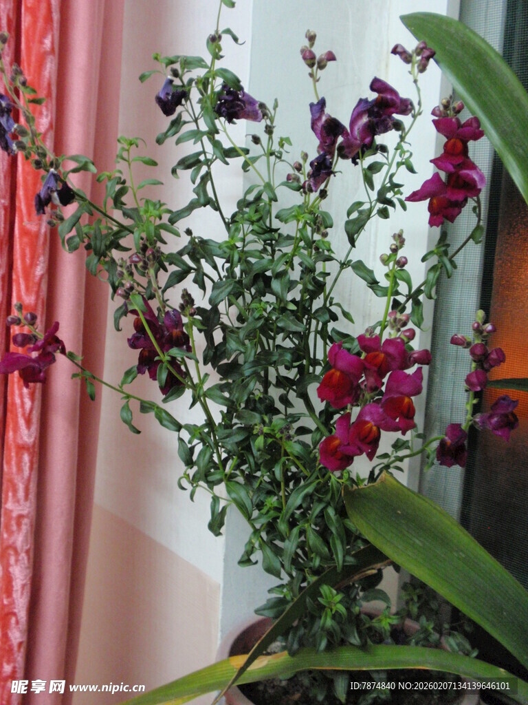 多彩花卉盆栽装点室内空间