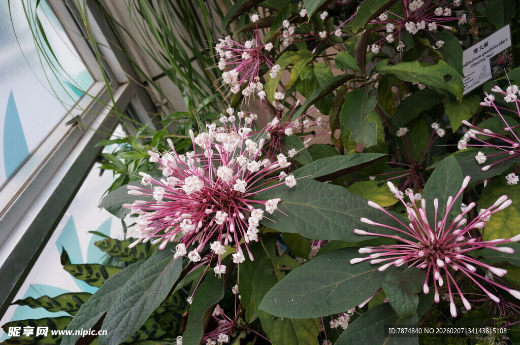 窗边绽放的美丽粉花植物