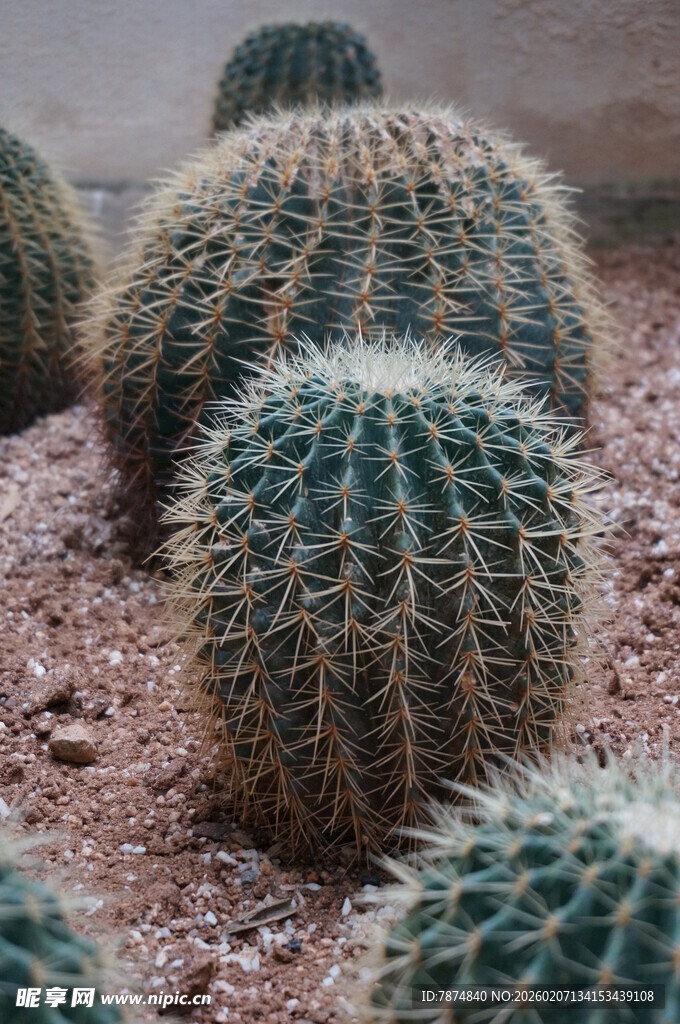 圆润可爱的仙人球群