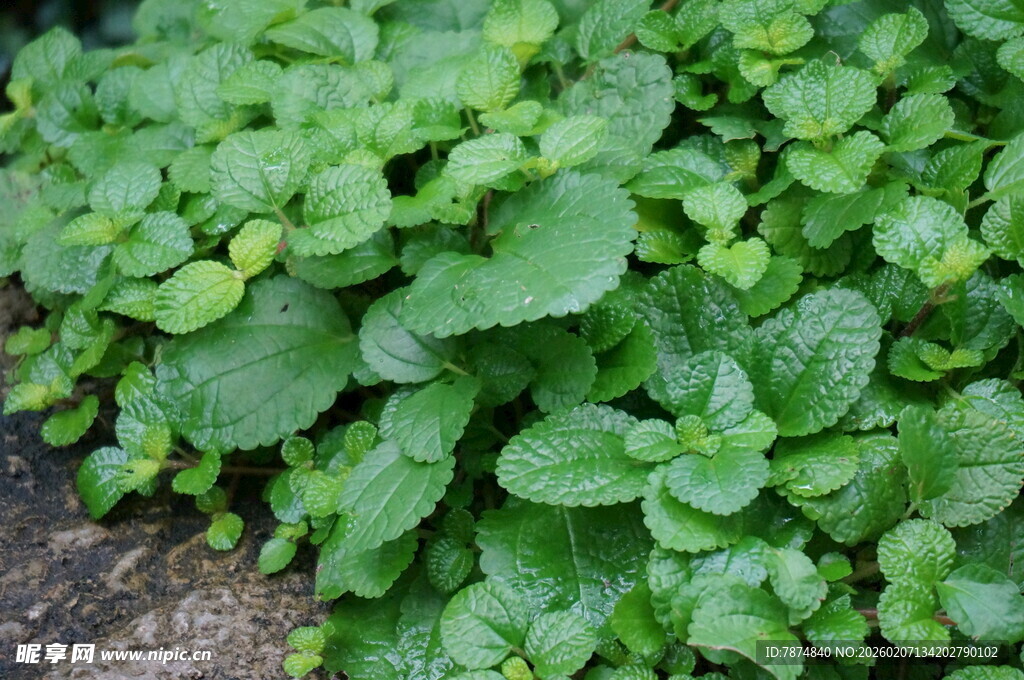翠绿鲜嫩的薄荷植物