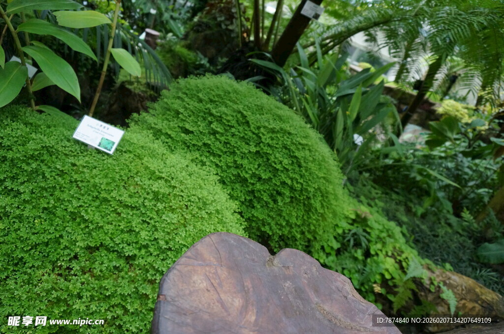 翠绿苔藓覆盖的自然景观