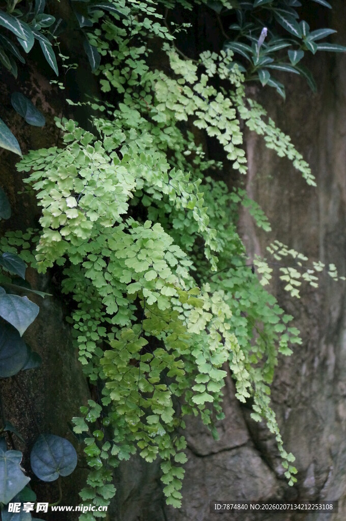 翠绿蕨类植物依附于石上