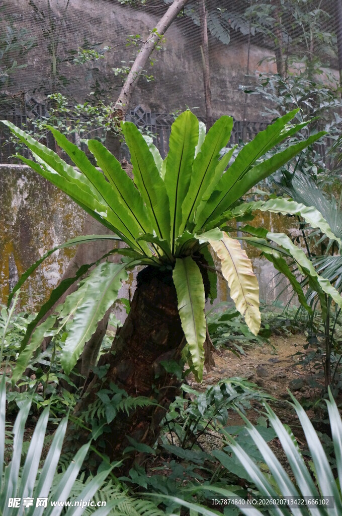 奇特绿植鸟巢蕨特写