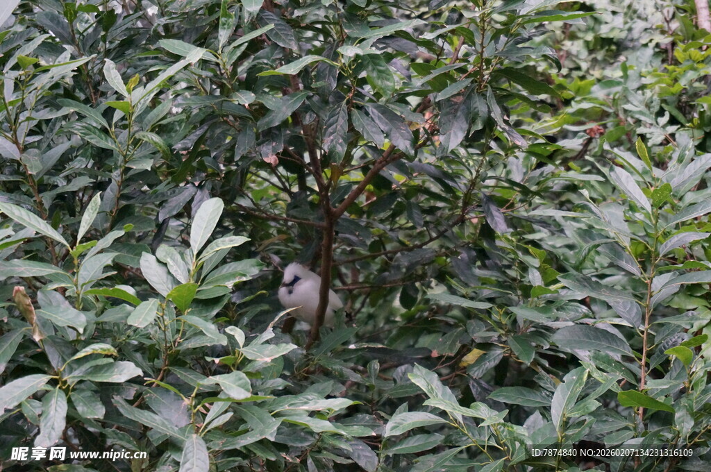 绿叶丛中的隐秘景象
