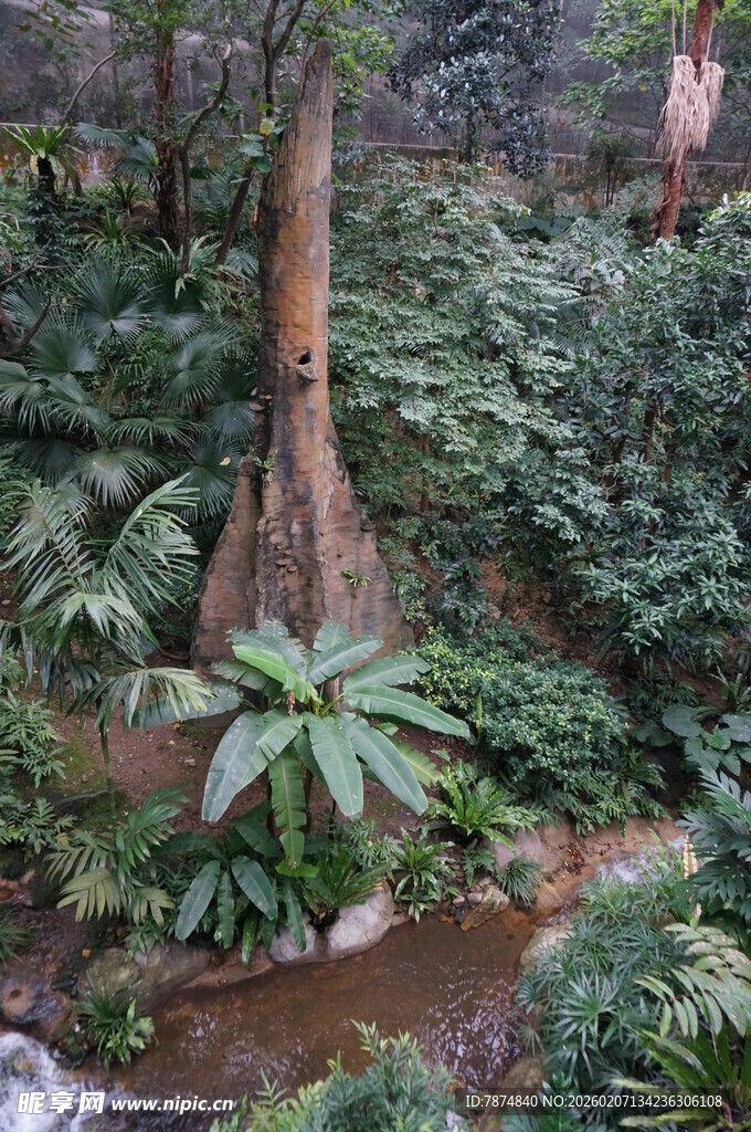 森林中的独特树木景观