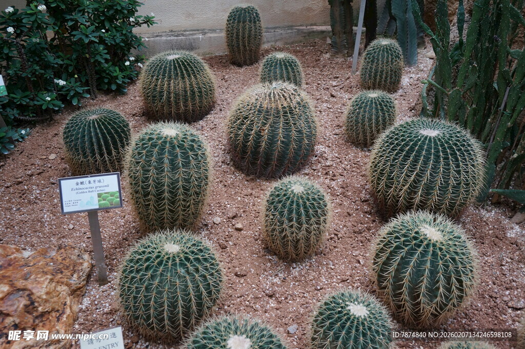 多样仙人球展示于花园中