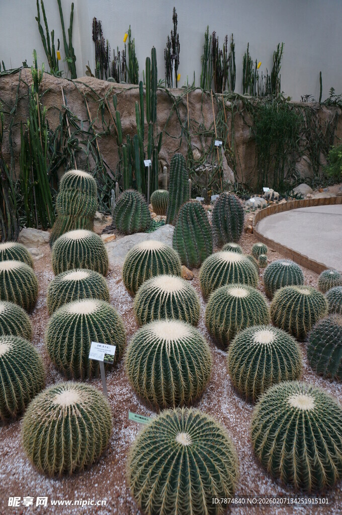 多样仙人球展示