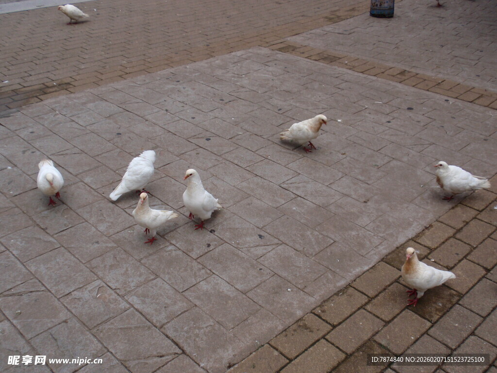 广场上的白鸽