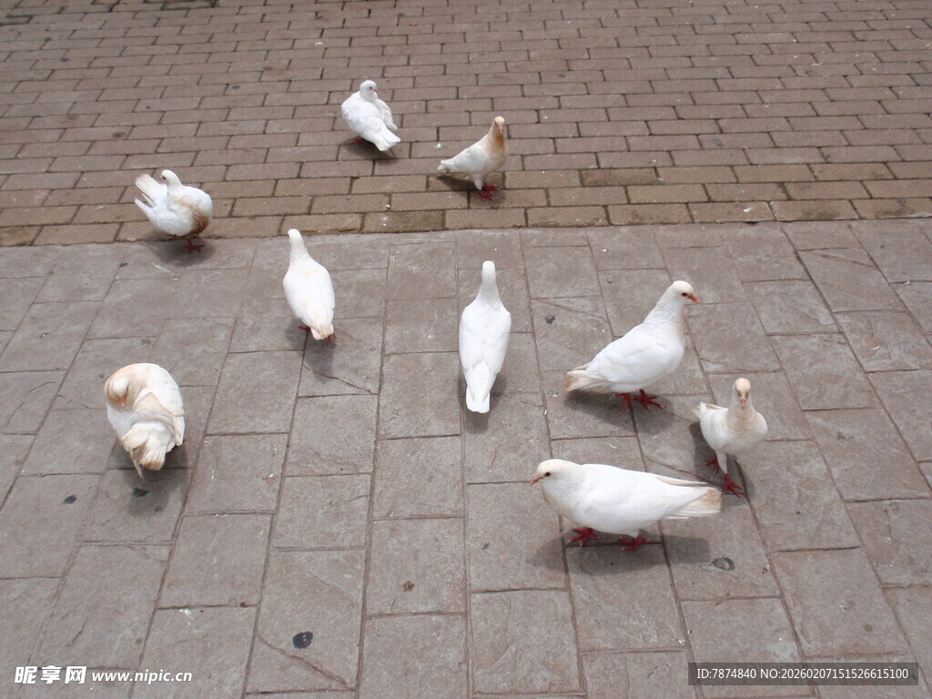 地面上的一群白鸽