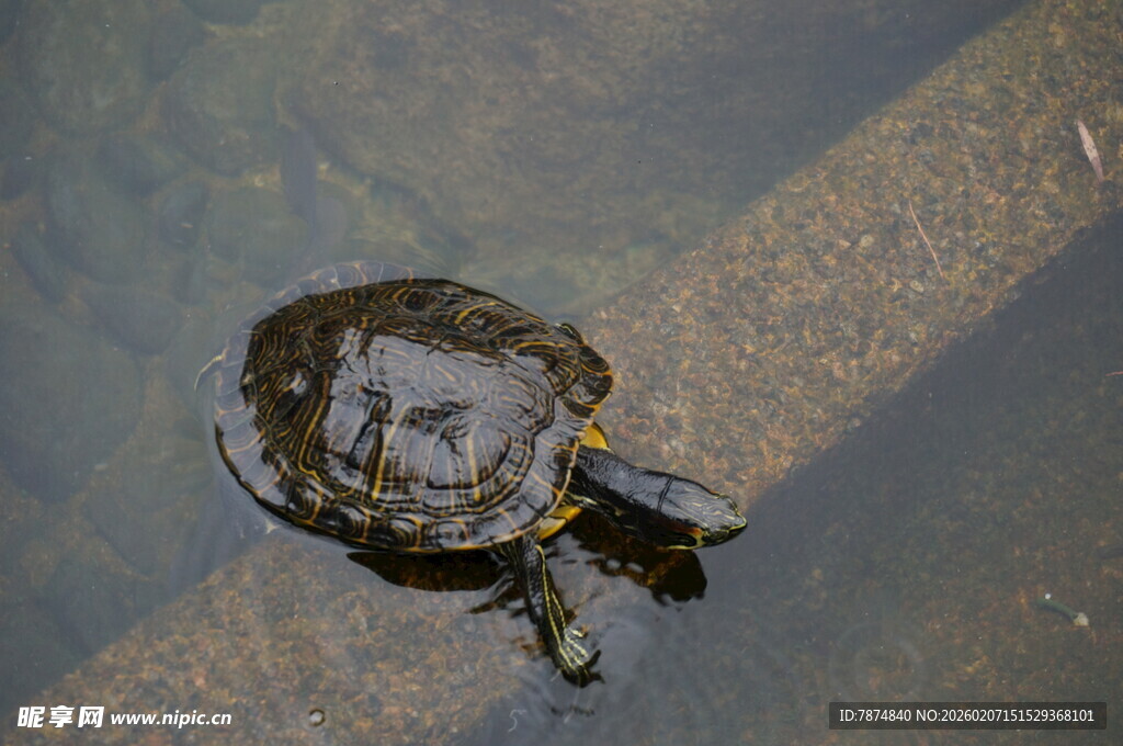 水中的小乌龟