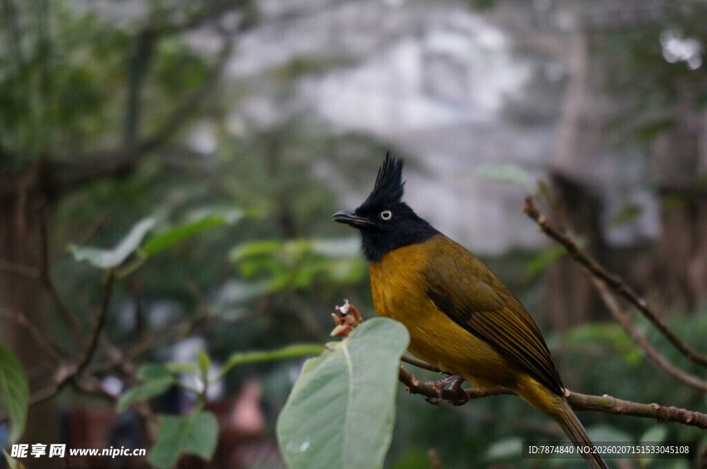 枝头黄黑相间小鸟