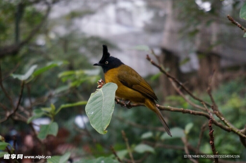 枝头黄黑小鸟特写