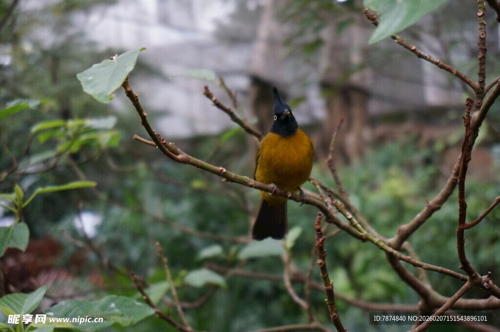 枝头黄黑小鸟栖于绿植间