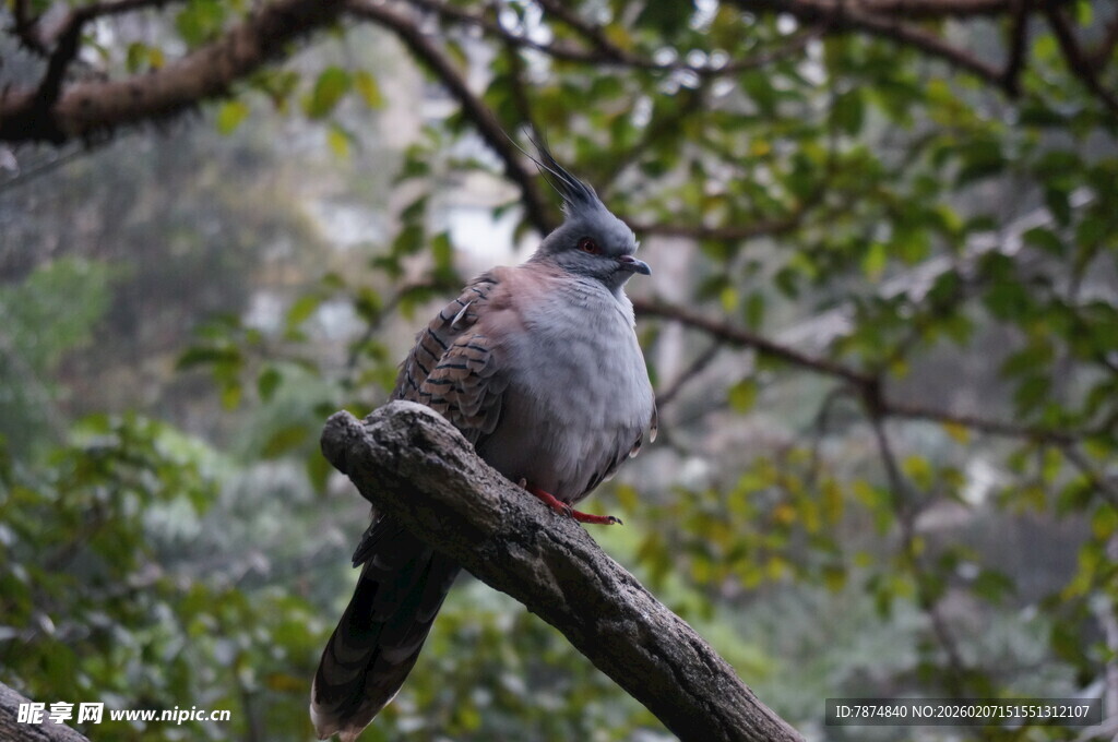 枝头栖息的灰羽小鸟