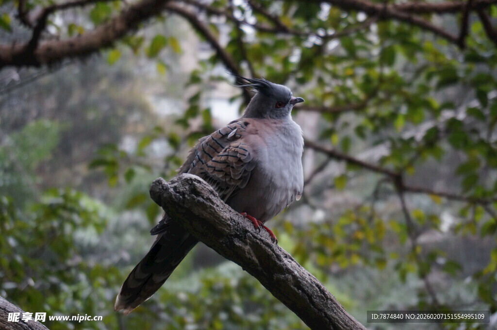 枝头栖息的灰羽小鸟