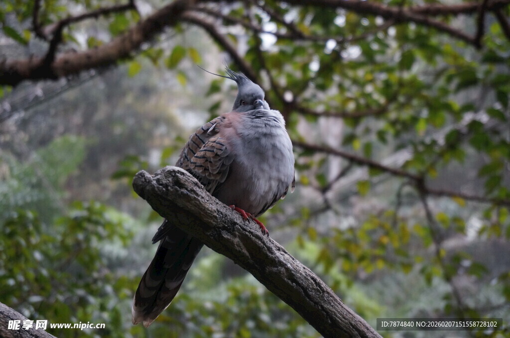 枝头栖息的灰羽鸟