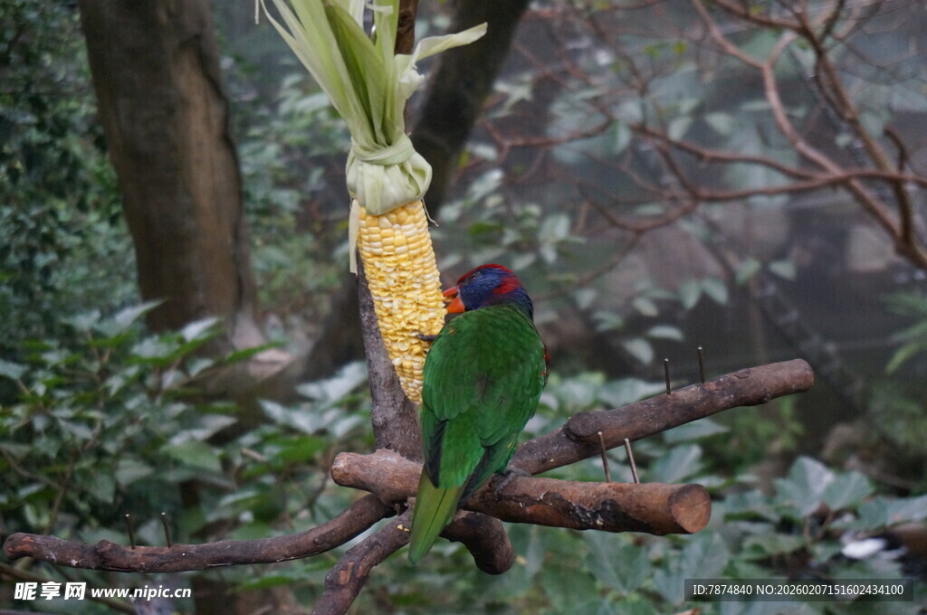 树枝上的多彩鹦鹉