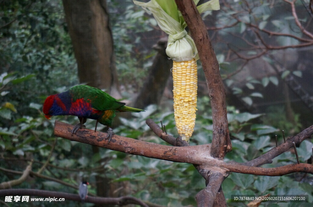 树枝上的多彩鹦鹉
