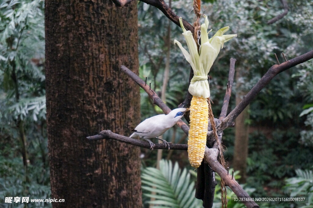 树上松鼠啃食玉米棒