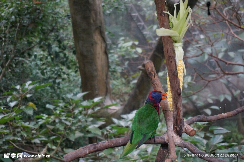 树枝上的多彩鹦鹉