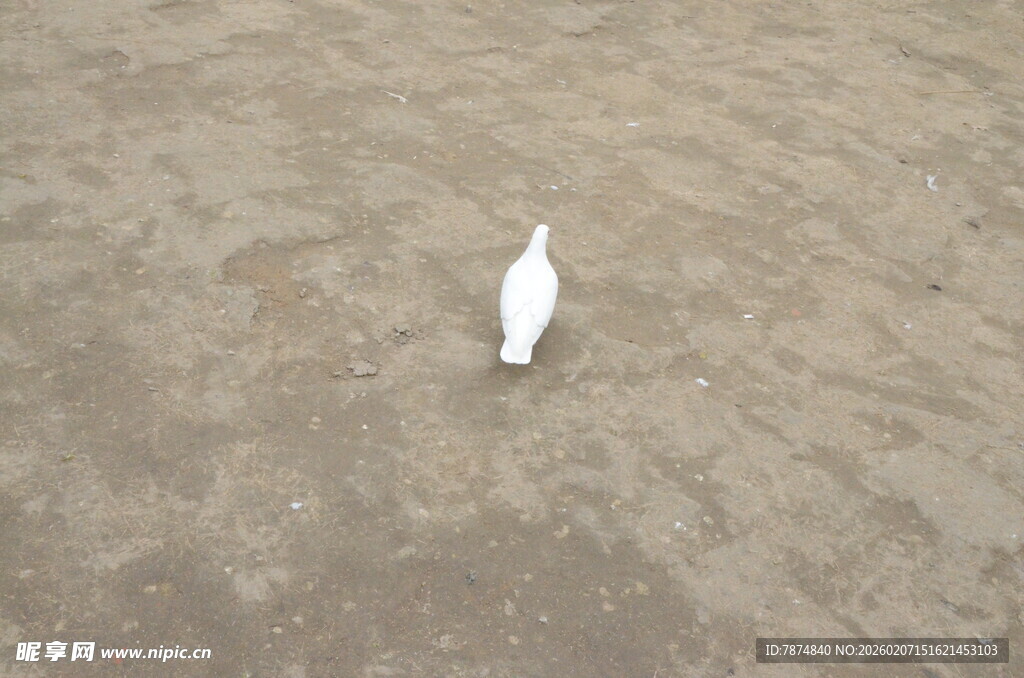 沙滩上的白色小鸟