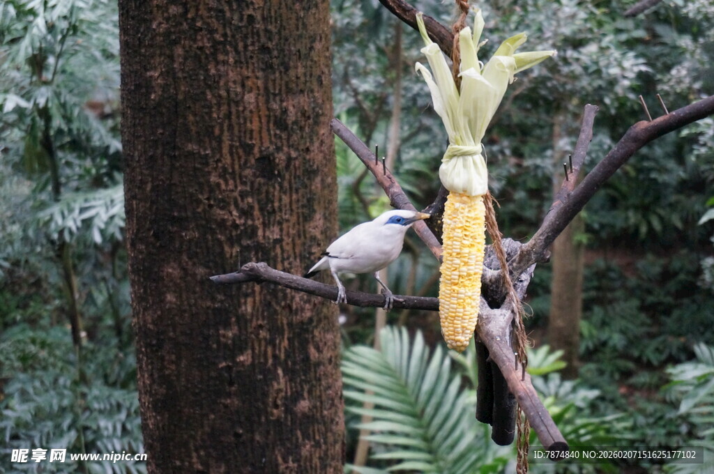 树上鸟儿与奇特植物