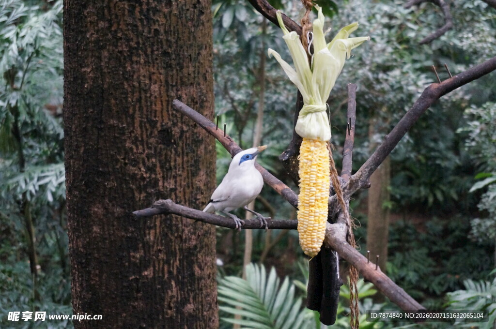 树枝上小鸟与玉米棒