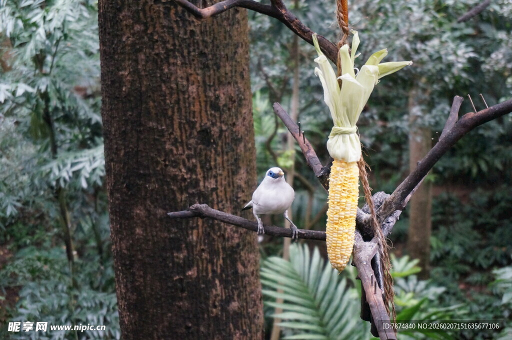 树上鸟儿啄食玉米