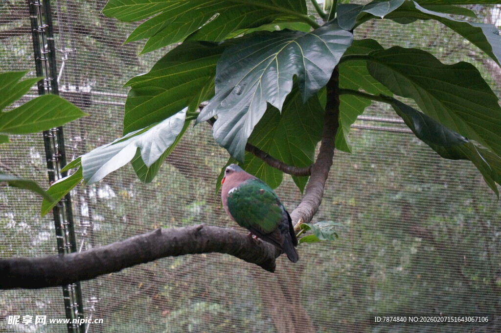 枝头彩鸟栖于葱郁绿叶间