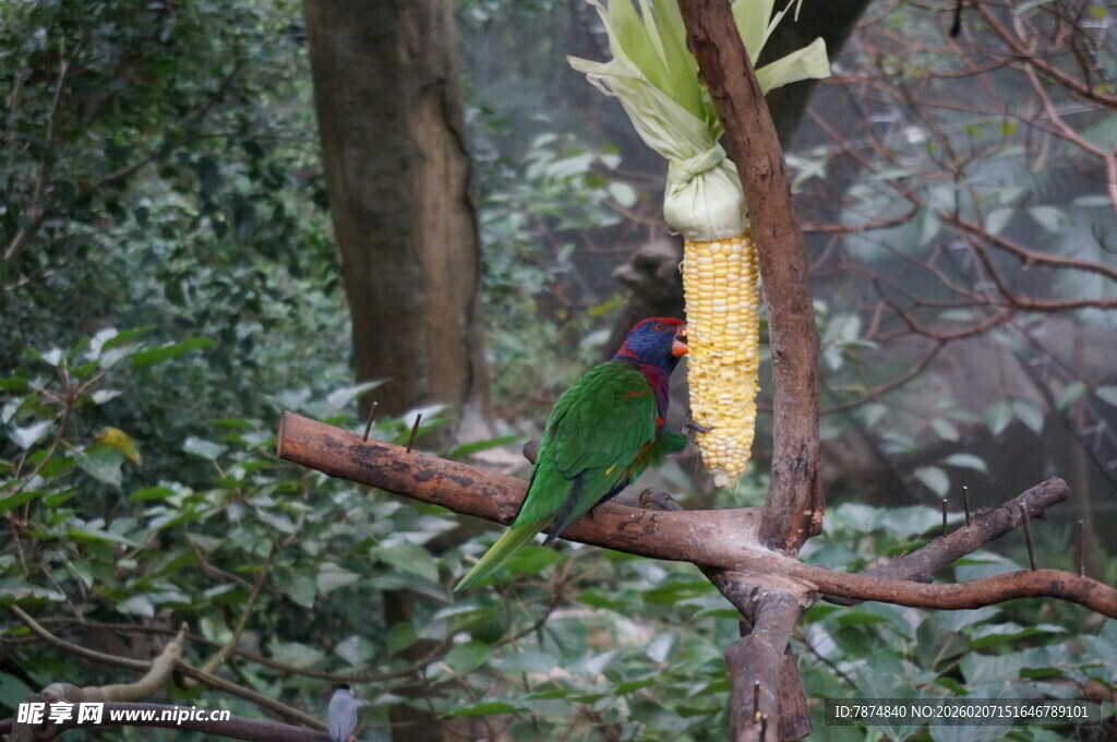 树枝上的多彩鹦鹉与玉米
