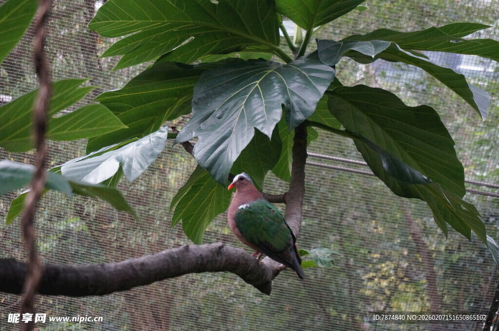 枝头彩鸟栖于绿叶间