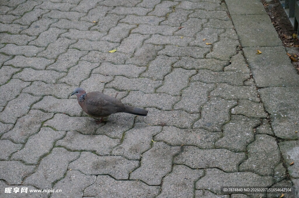 石板路上的灰色鸽子