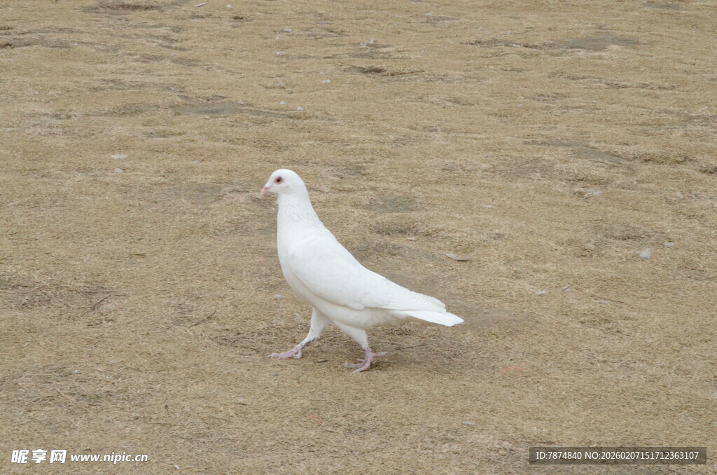 漫步沙地的白鸽